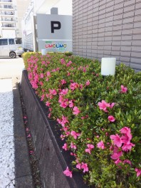 【パート2】お店の花壇